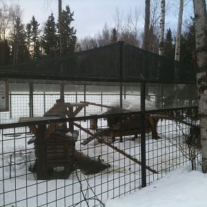 North American Porcupine Exhibit (Moose Yard beyond)