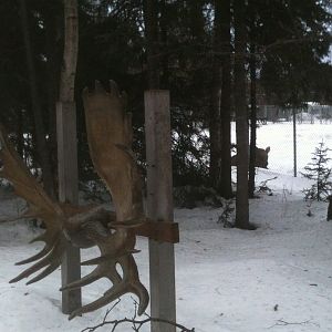 Moose Antler Display and Moose Exhibit