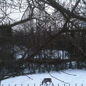 Caribou (domestic Reindeer) exhibit.