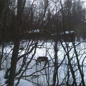 Caribou (Domestic Reindeer) Exhibit