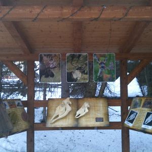 Educational Kiosk on Alaska's Native Deer Species