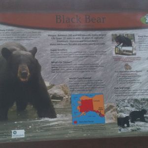 American Black Bear Educational Sign
