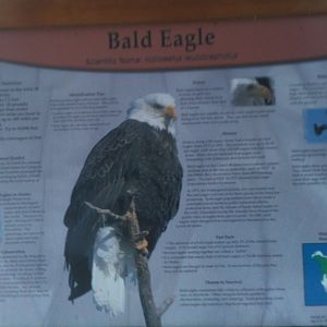 Bald Eagle Educational Sign
