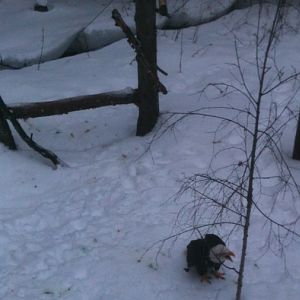 Bald Eagle Exhibit