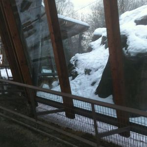 Snow Leopard Exhibit
