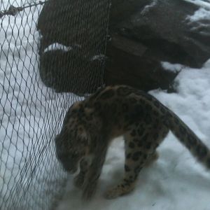 Snow Leopard