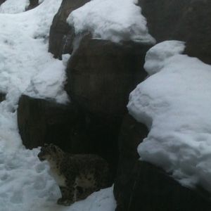 Snow Leopard Exhibit