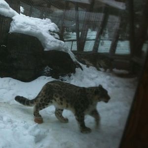 Snow Leopard Exhibit