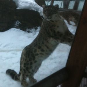 Snow Leopard Exhibit