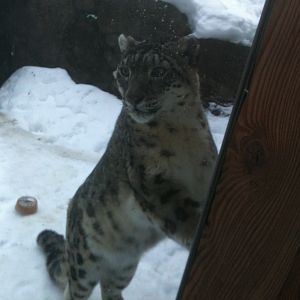 Snow Leopard Exhibit