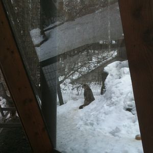 Snow Leopard Exhibit