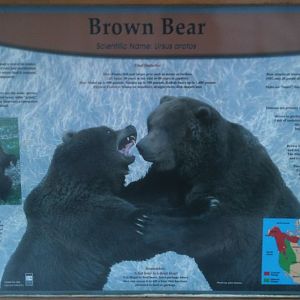 Brown Bear Educational Sign