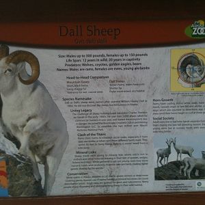 Dall Sheep Educational Sign
