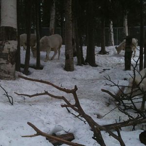 Dall Sheep Exhibit