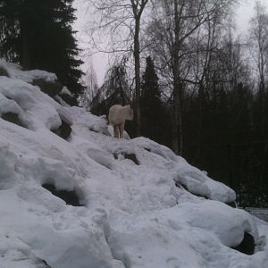 Dall Sheep Exhibit