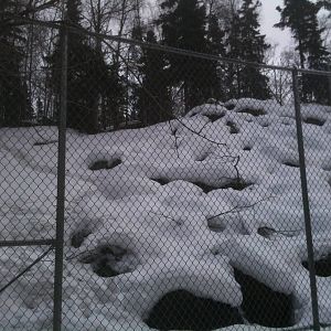 Mountain Goat Exhibit
