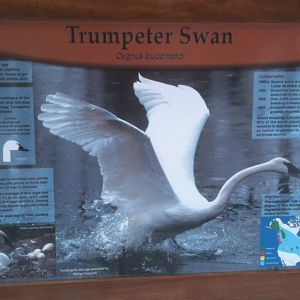 Trumpeter Swan Educational Sign