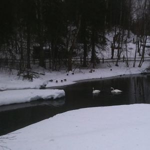 Trumpeter Swans and Mallards.