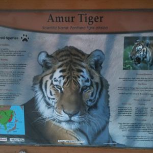 Amur Tiger Educational Sign