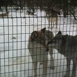 Gray Wolf Exhibit