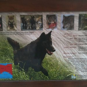 Grey Wolf Educational Sign