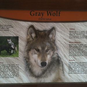 Gray Wolf Educational Sign