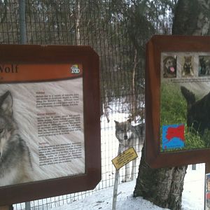 Gray Wolf Exhibit