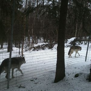 Gray Wolf Exhibit