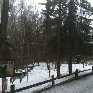 Gray Wolf Exhibit