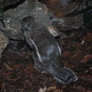 Harris's Antelope Squirrel