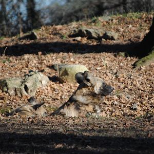 South African Wild Dogs