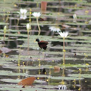 Northern jacana