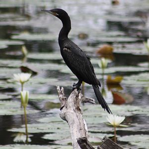 Neotropic cormorant