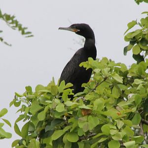 Neotropic cormorant