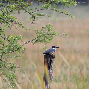 Belted kingfisher female