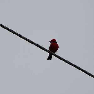 Vermilion flycatcher male