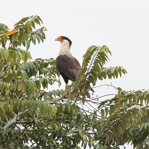 Crested caracara