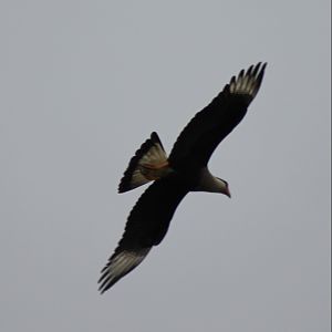 Crested caracara