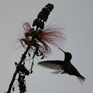 Rufous-tailed hummingbird
