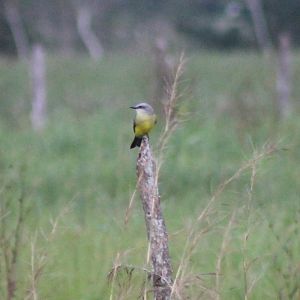 Kingbird ID
