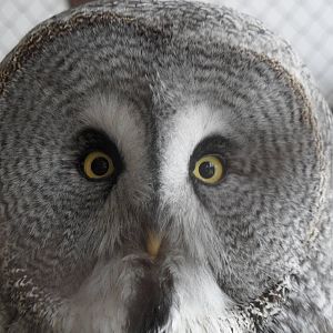 Great grey owl