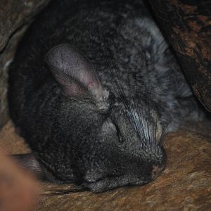 Long-Tailed Chinchilla