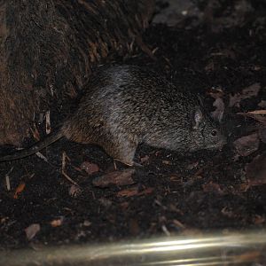 African Grass Rat
