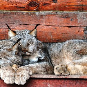 Canada Lynx