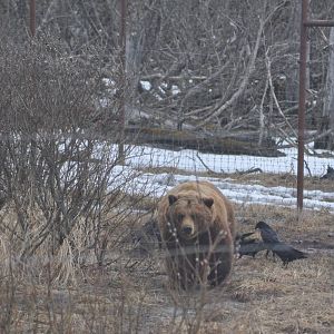 Brown Bear and wild Common Ravens