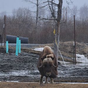 Moose and Musk Ox