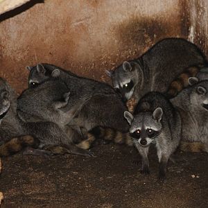 Raccoons