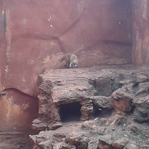 Enclosure Yucatan coatis