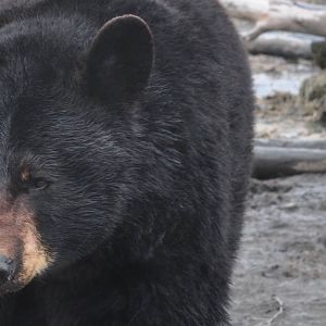 American Black Bear