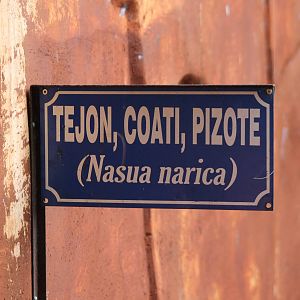 Sign Coatis